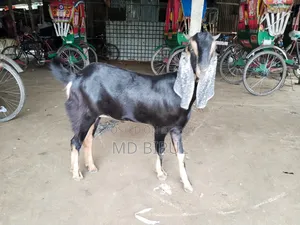 Haryana Breed Goat