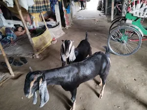 Haryana Breed Goat