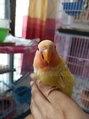 Red Eye Love Bird for Sell