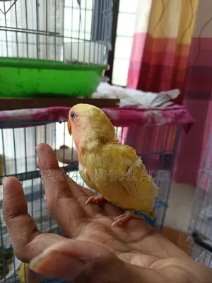 লাল চোখের লাভ বার্ড বিক্রির জন্য