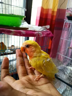 লাল চোখের লাভ বার্ড বিক্রির জন্য