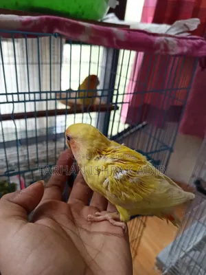 লাল চোখের লাভ বার্ড বিক্রির জন্য