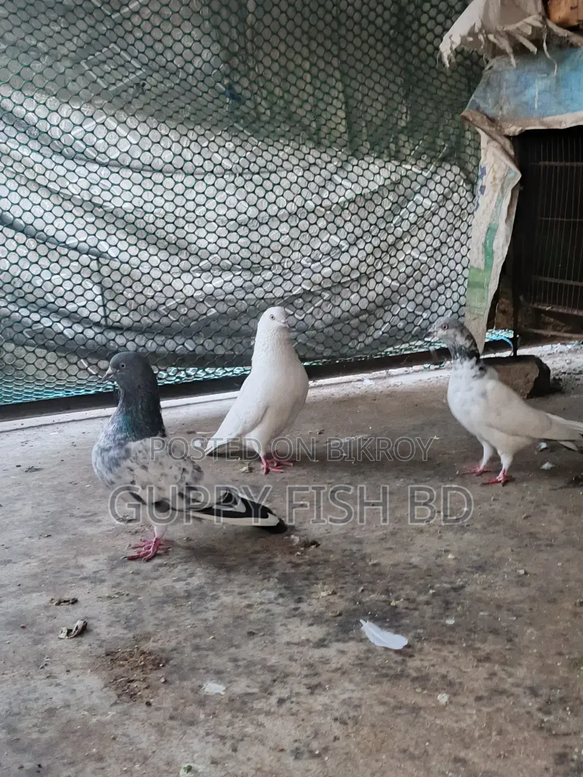 সুস্থ এবং সুন্দর কবুতর বিক্রির জন্য