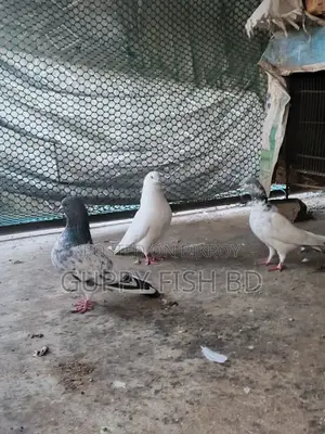 সুস্থ এবং সুন্দর কবুতর বিক্রির জন্য