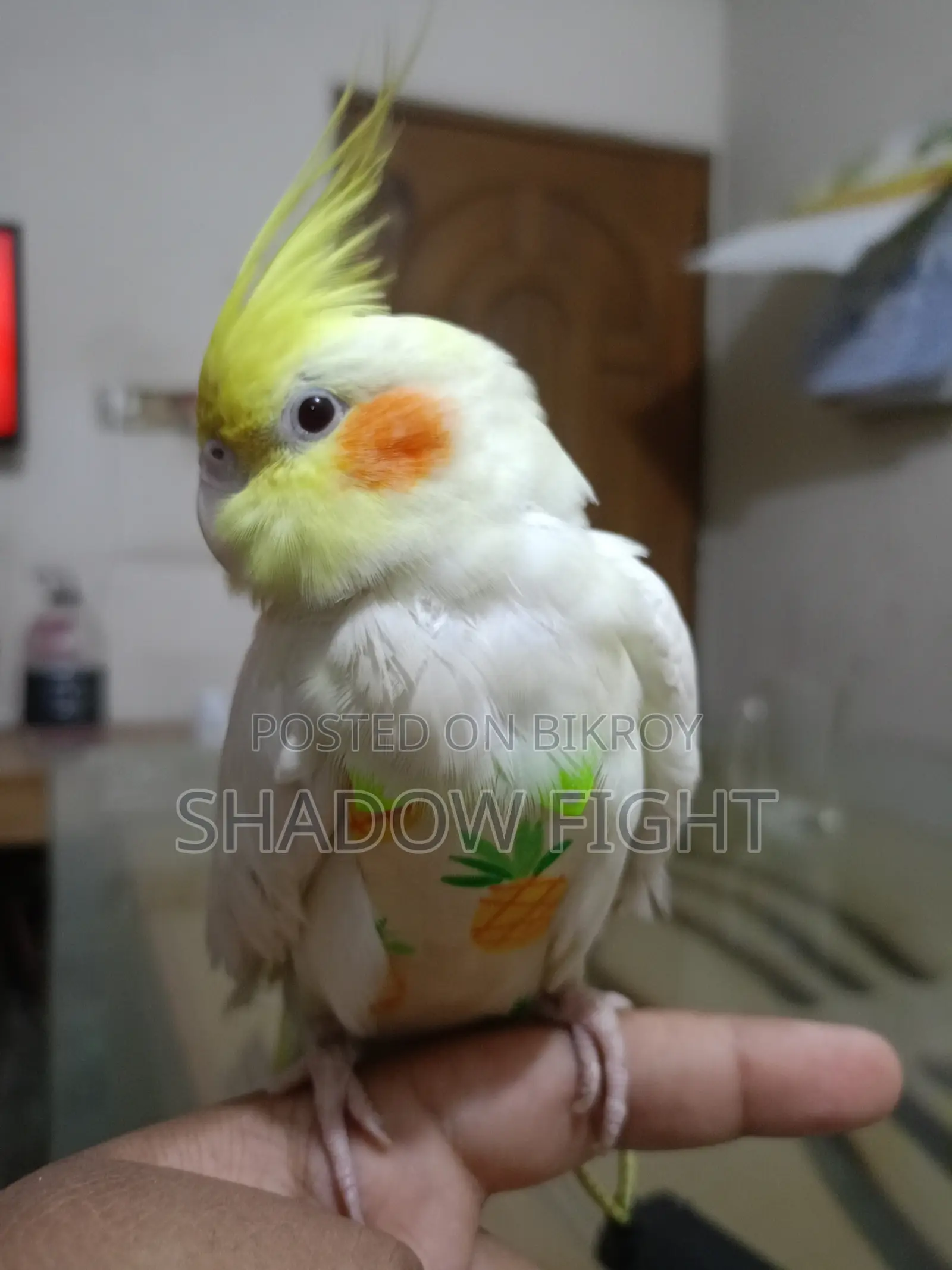 Beautiful Lutino Cockatiel Bird Full Setup with Diaper and Premium Rope