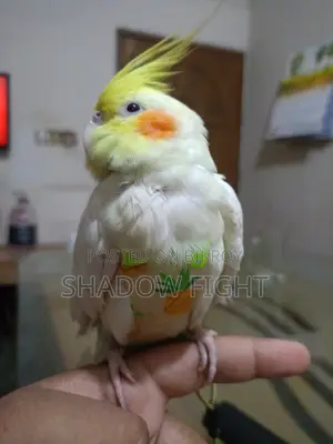 Beautiful Lutino Cockatiel Bird Full Setup with Diaper and Premium Rope