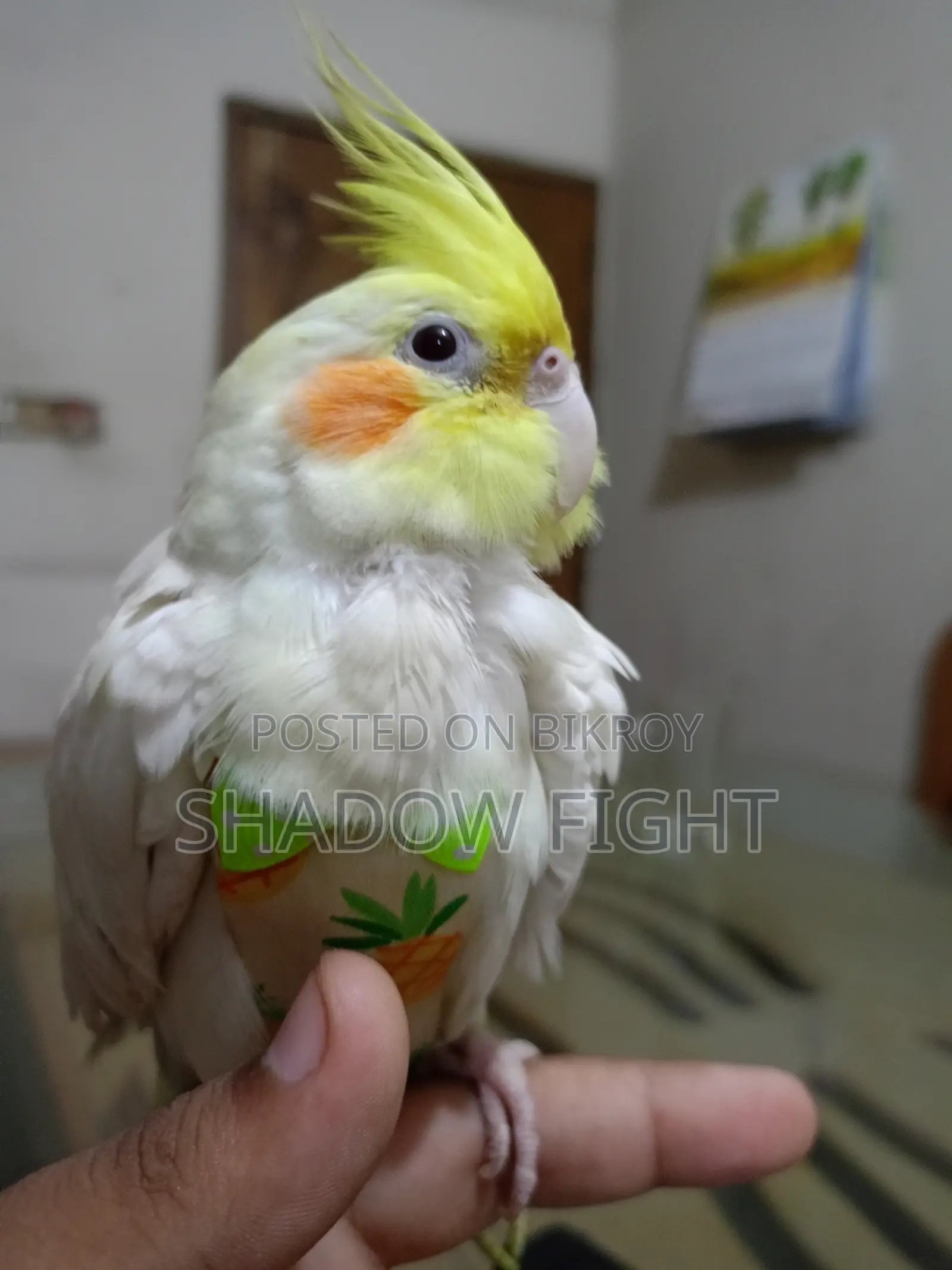 Beautiful Lutino Cockatiel Bird Full Setup with Diaper and Premium Rope