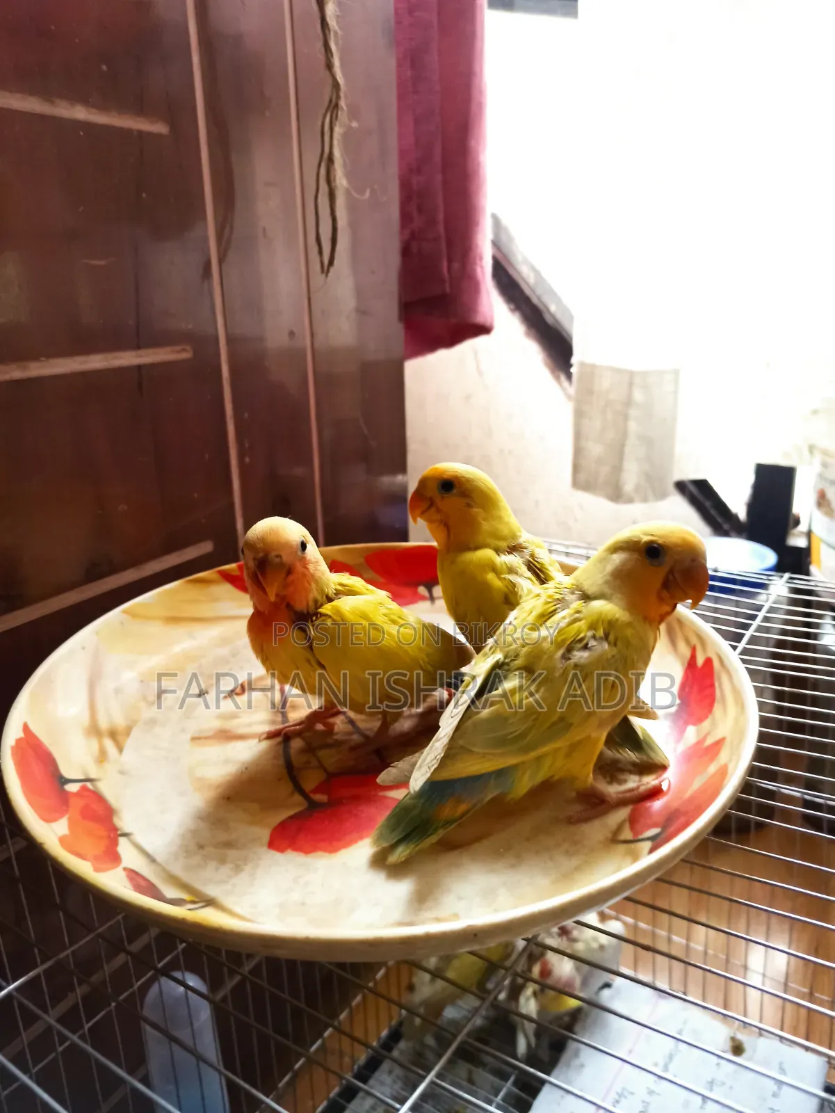 Love Bird Tame Size for Sale