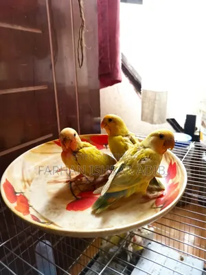 Love Bird Tame Size for Sale