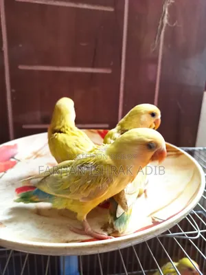 Love Bird Tame Size for Sale