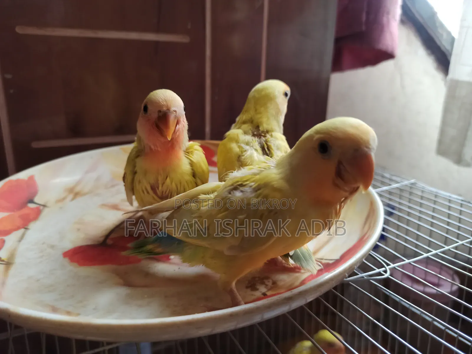 Love Bird Tame Size for Sale