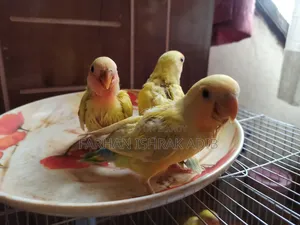 Love Bird Tame Size for Sale
