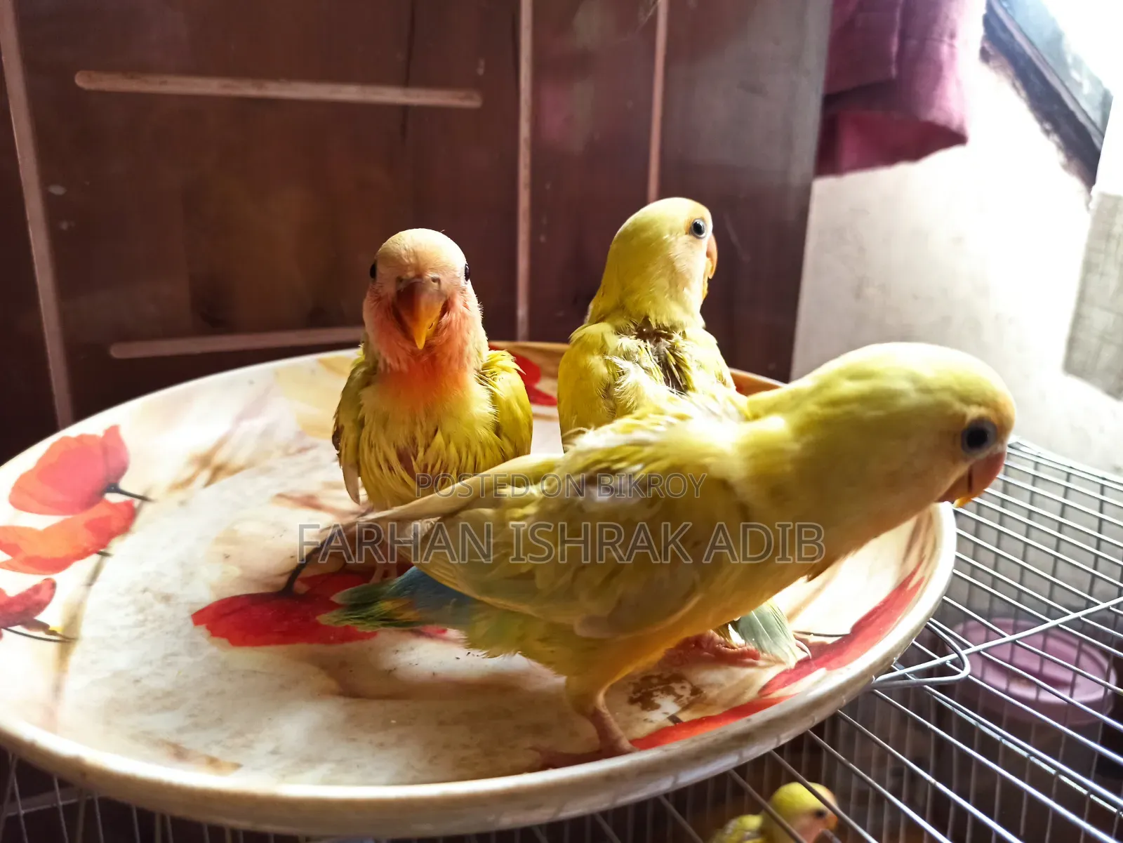 Love Bird Tame Size for Sale