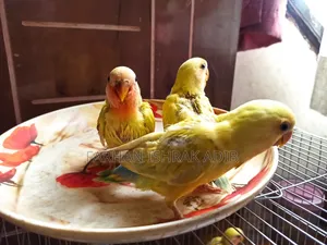 Love Bird Tame Size for Sale