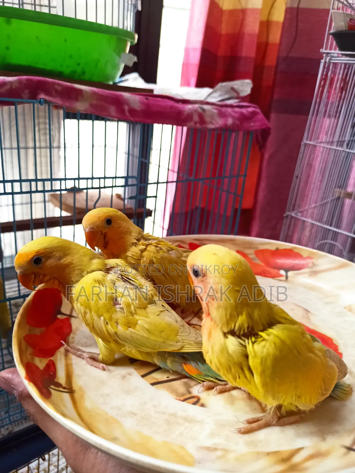 Love Bird Tame Size for Sale