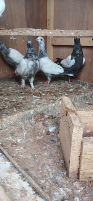 2 Pairs of Pigeons