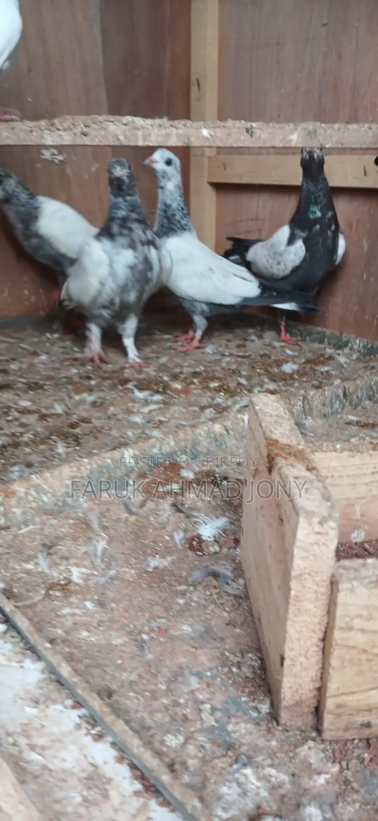 2 Pairs of Pigeons