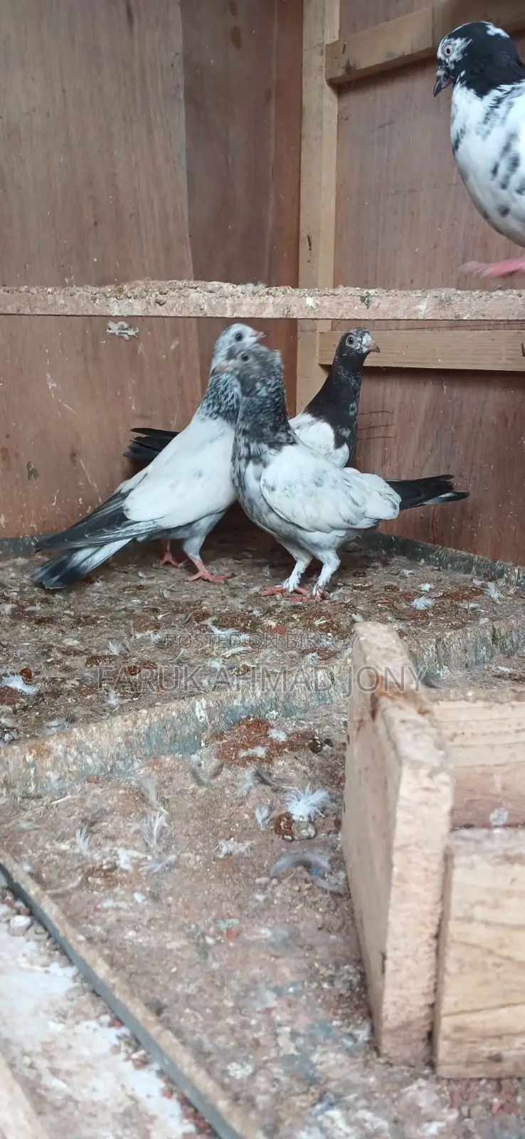 2 Pairs of Pigeons
