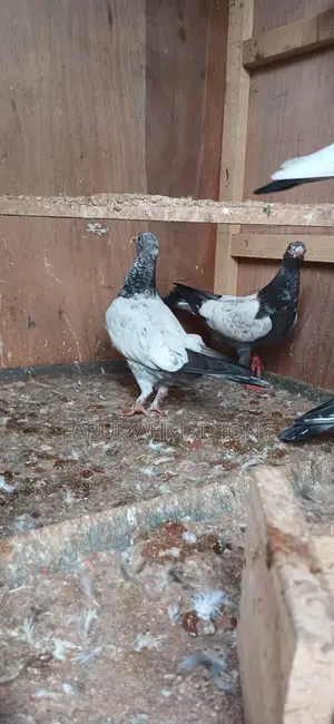 2 Pairs of Pigeons