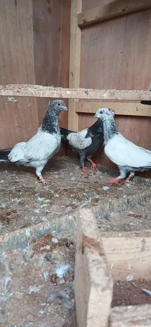 2 Pairs of Pigeons