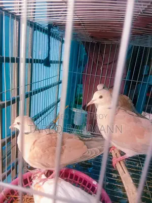 Australian Ringneck Dove