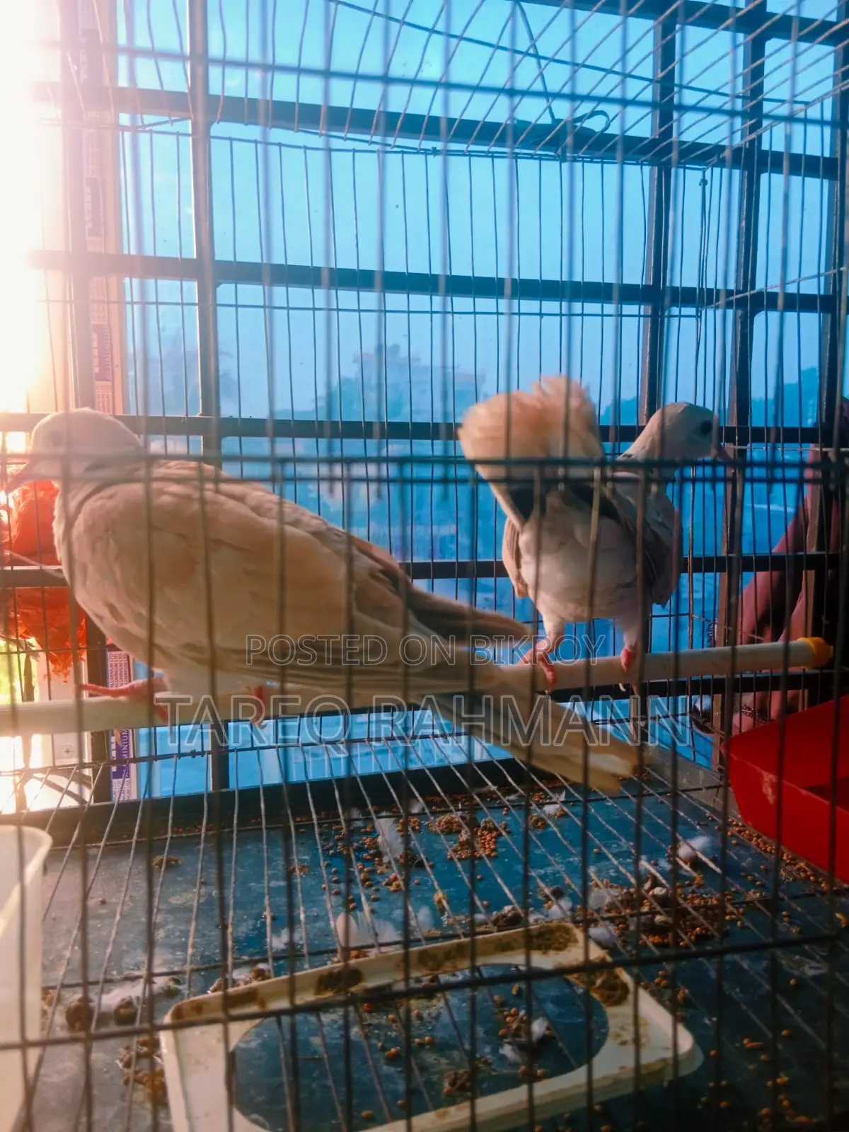 Australian Ringneck Dove
