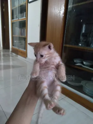 1-3 Months Female Mixed Breed Cat