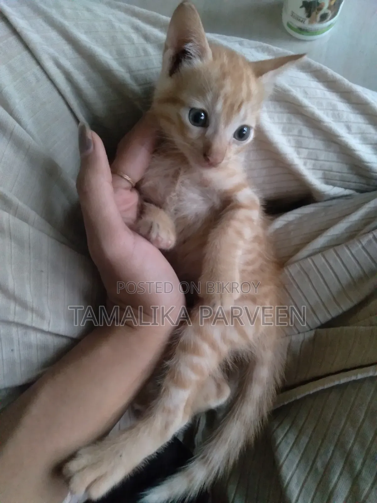 1-3 Months Female Mixed Breed Cat