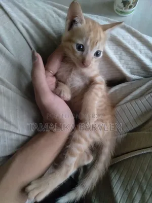 1-3 Months Female Mixed Breed Cat