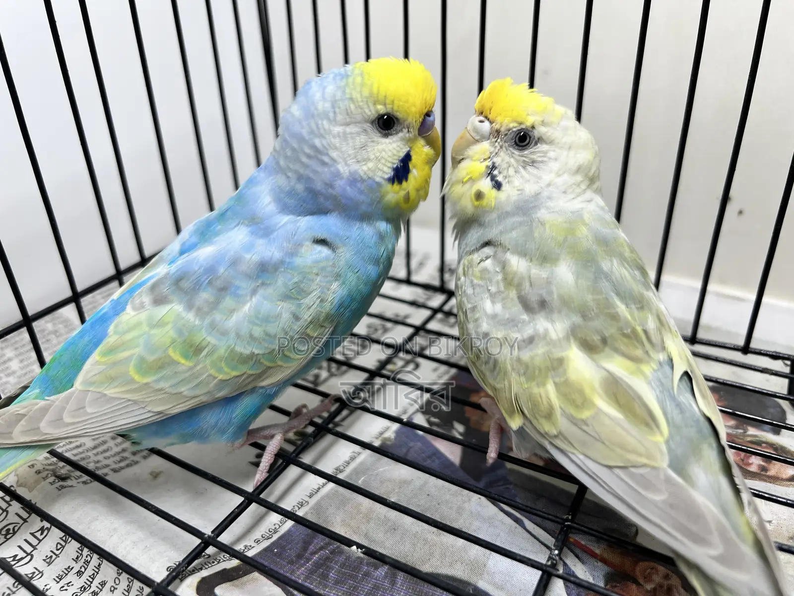 Rainbow FBG Budgerigar Pair