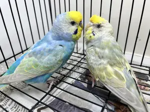 Rainbow FBG Budgerigar Pair