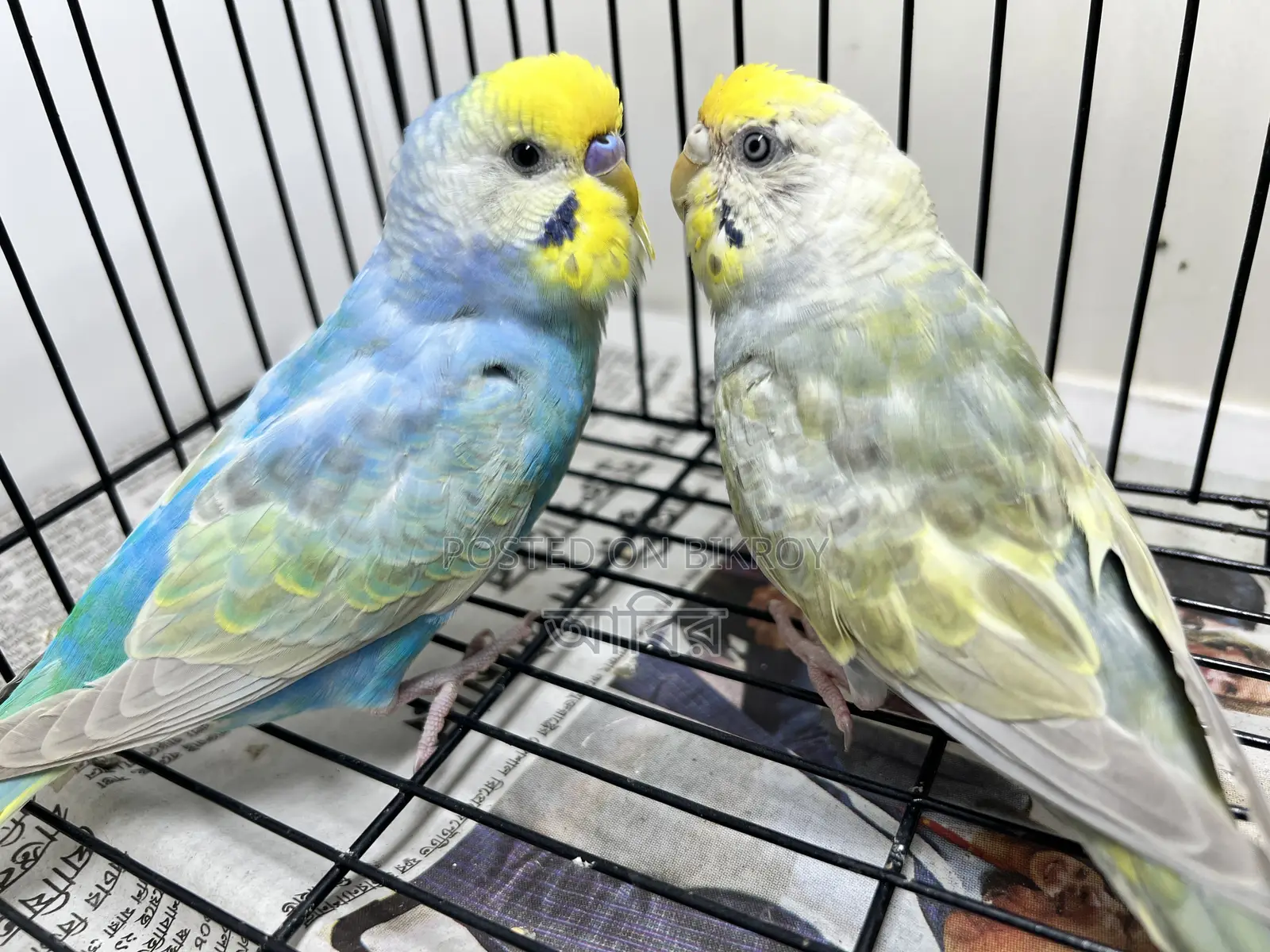 Rainbow FBG Budgerigar Pair