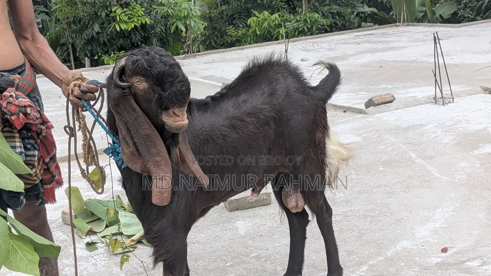 Male Goat for Sale.
