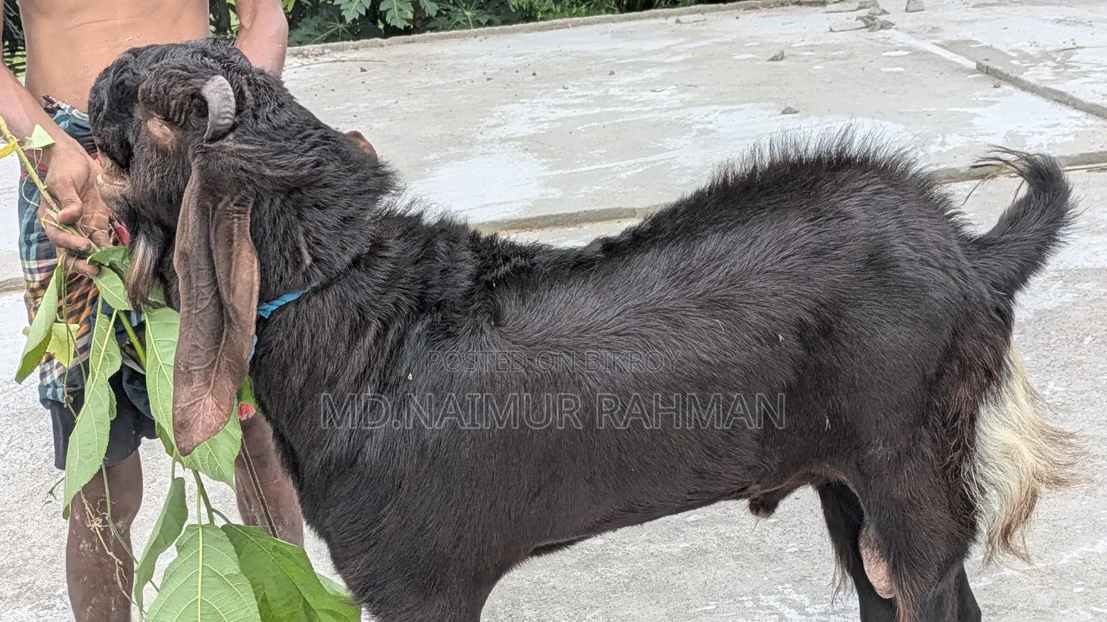Male Goat for Sale.