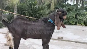 Male Goat for Sale.