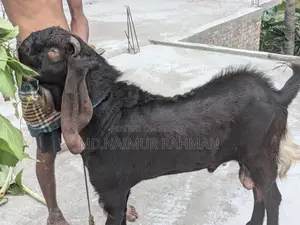 Male Goat for Sale.