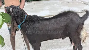 Male Goat for Sale.