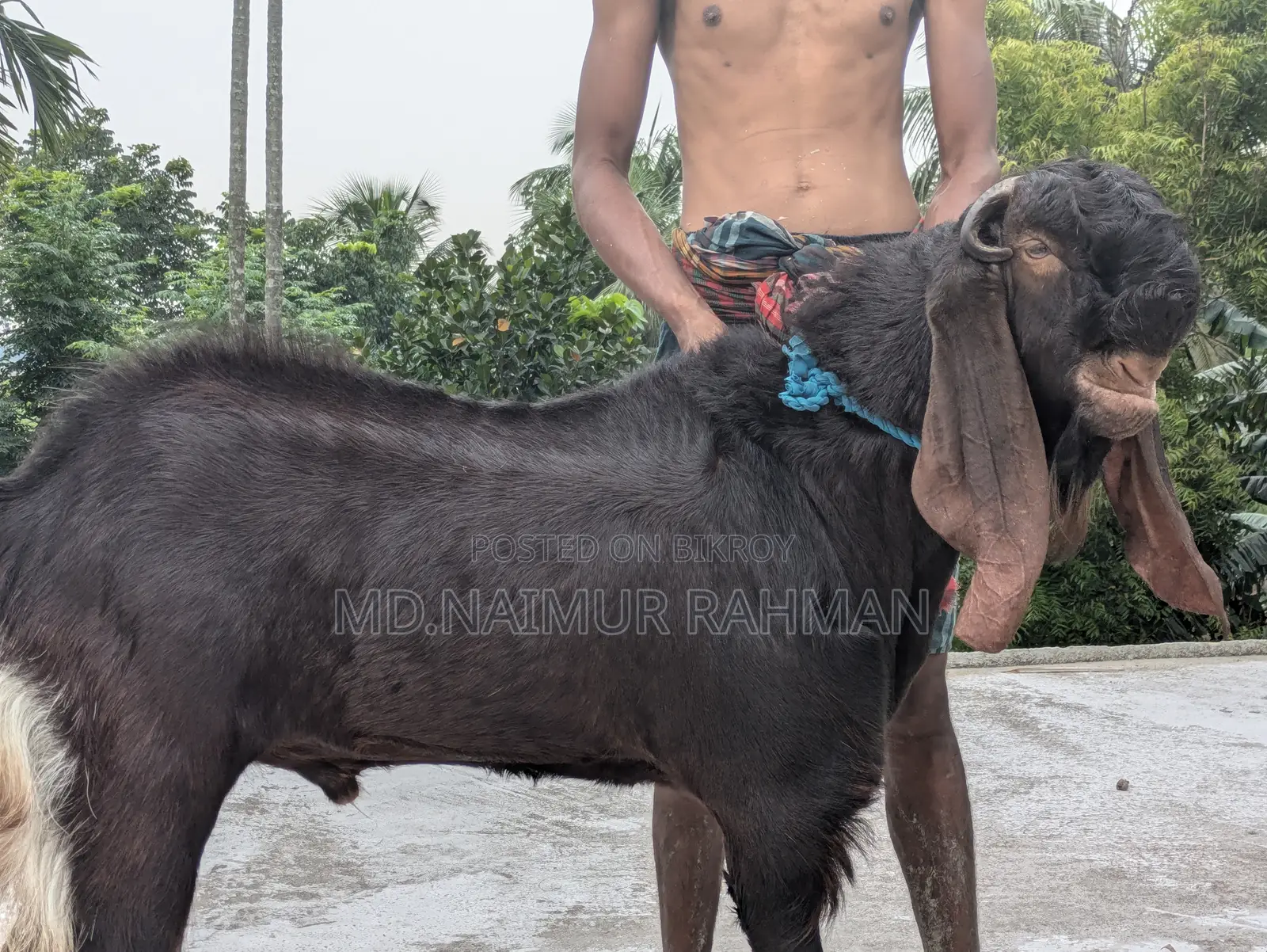 Male Goat for Sale.