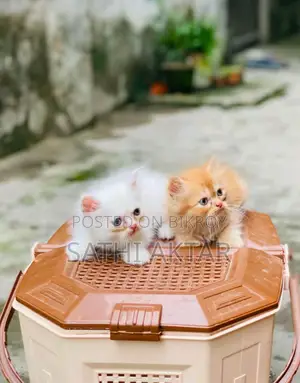 1-3 Months Female Purebred Persian