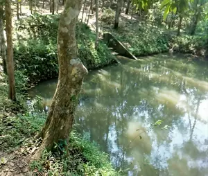 20 decimal clear title residential land with pond for urgent sale.