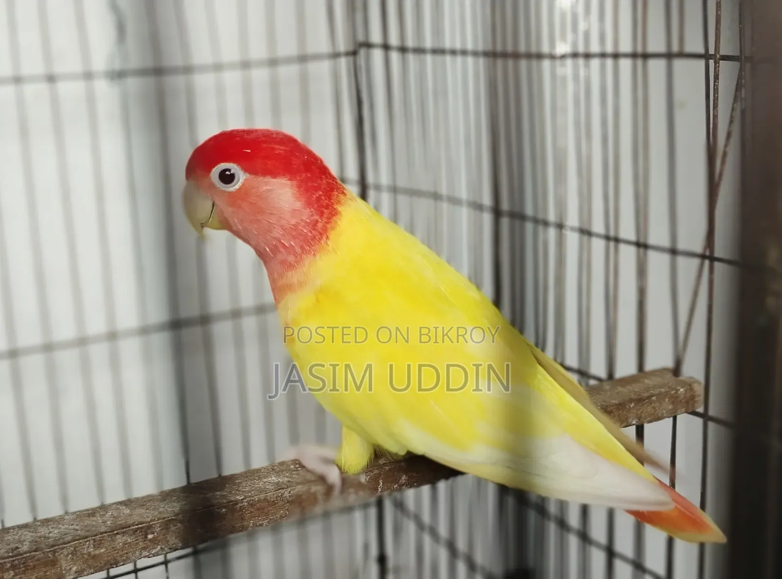 লাভ বার্ড বিক্রির জন্য