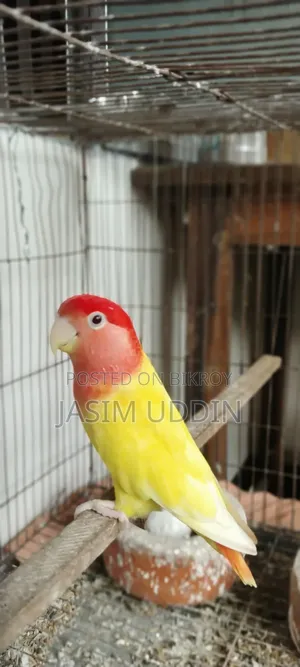 লাভ বার্ড বিক্রির জন্য