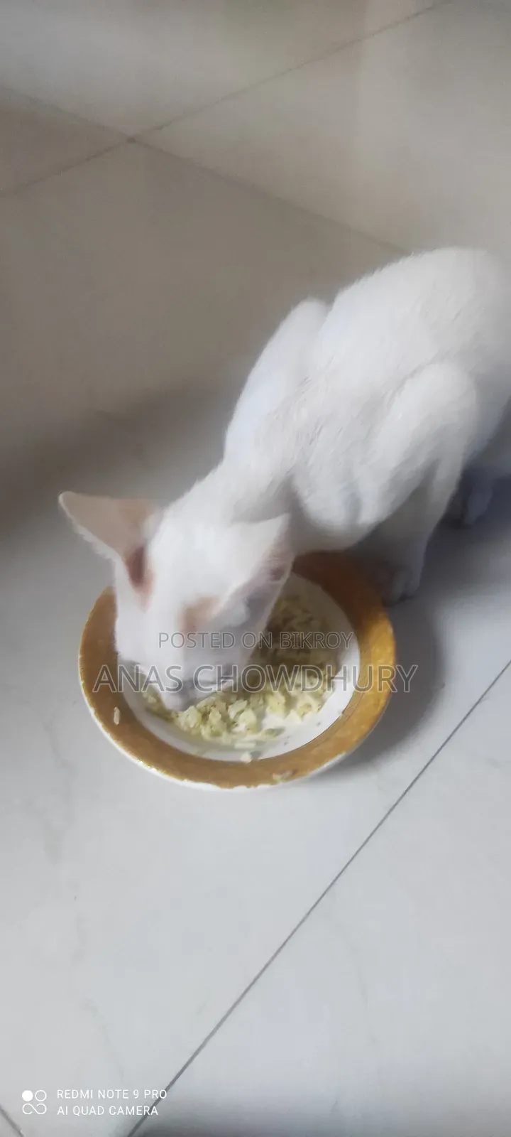 3-6 Months Male Mixed Breed Bengal