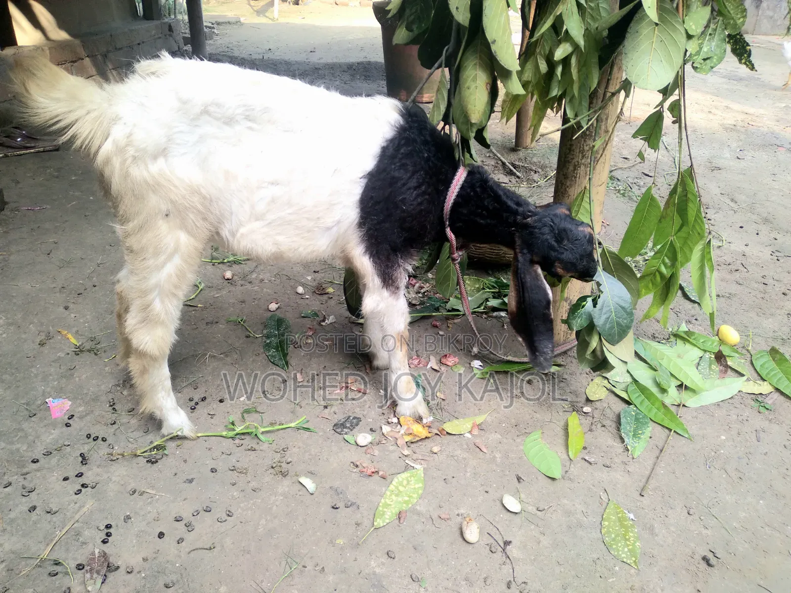 ছাগল বিক্রি