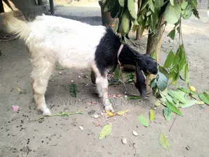 ছাগল বিক্রি