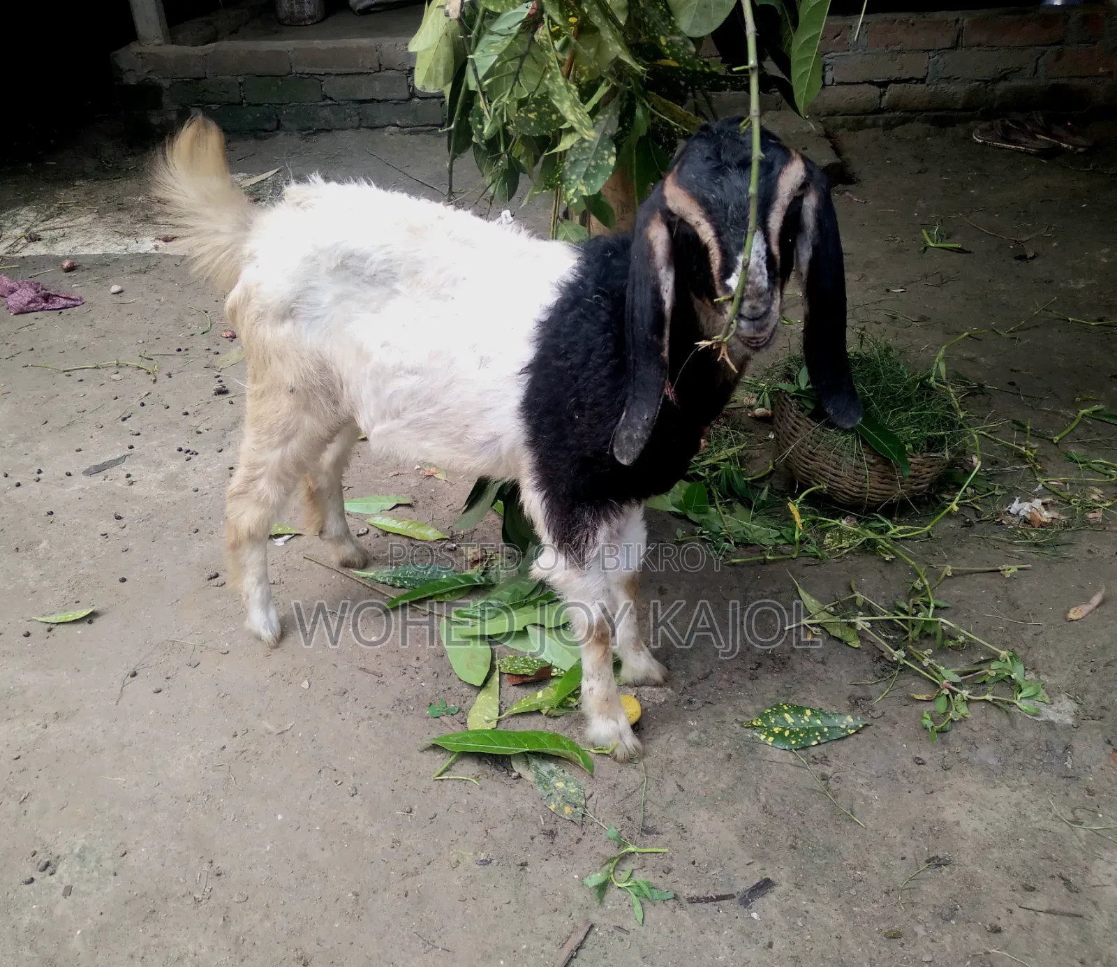ছাগল বিক্রি