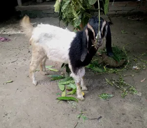 ছাগল বিক্রি