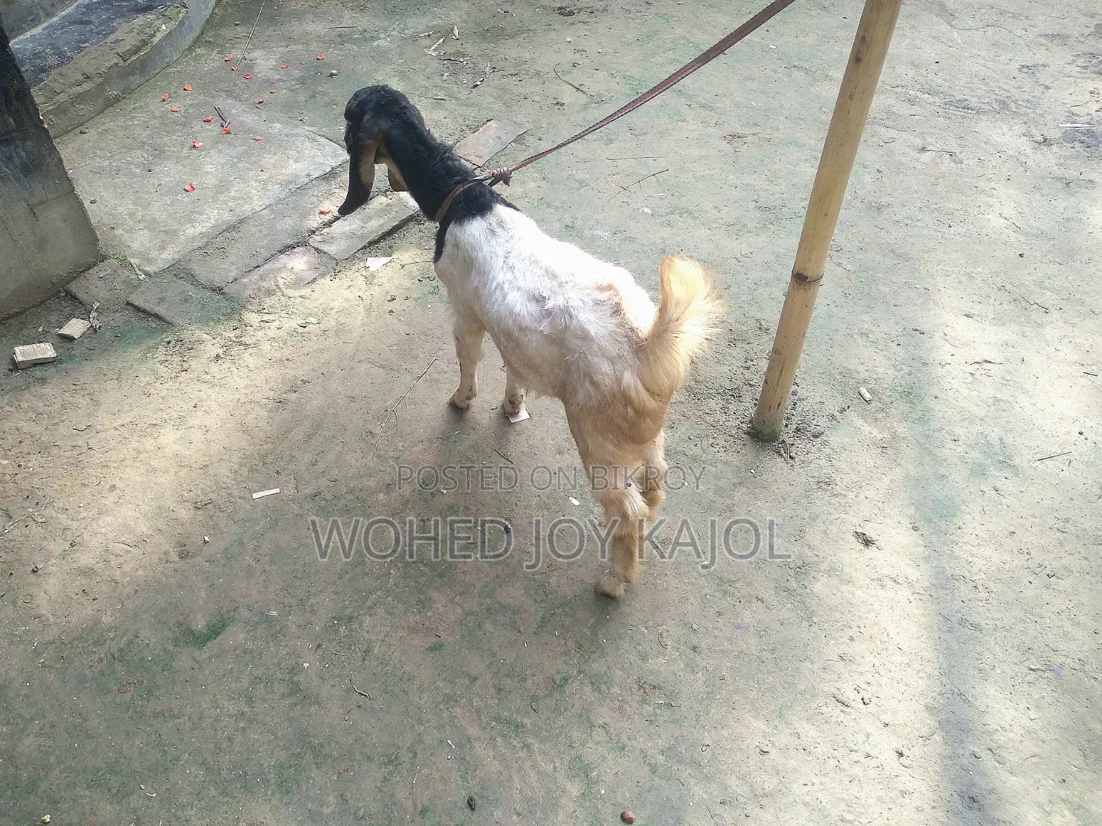 ছাগল বিক্রি