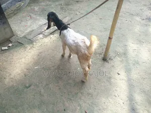 ছাগল বিক্রি