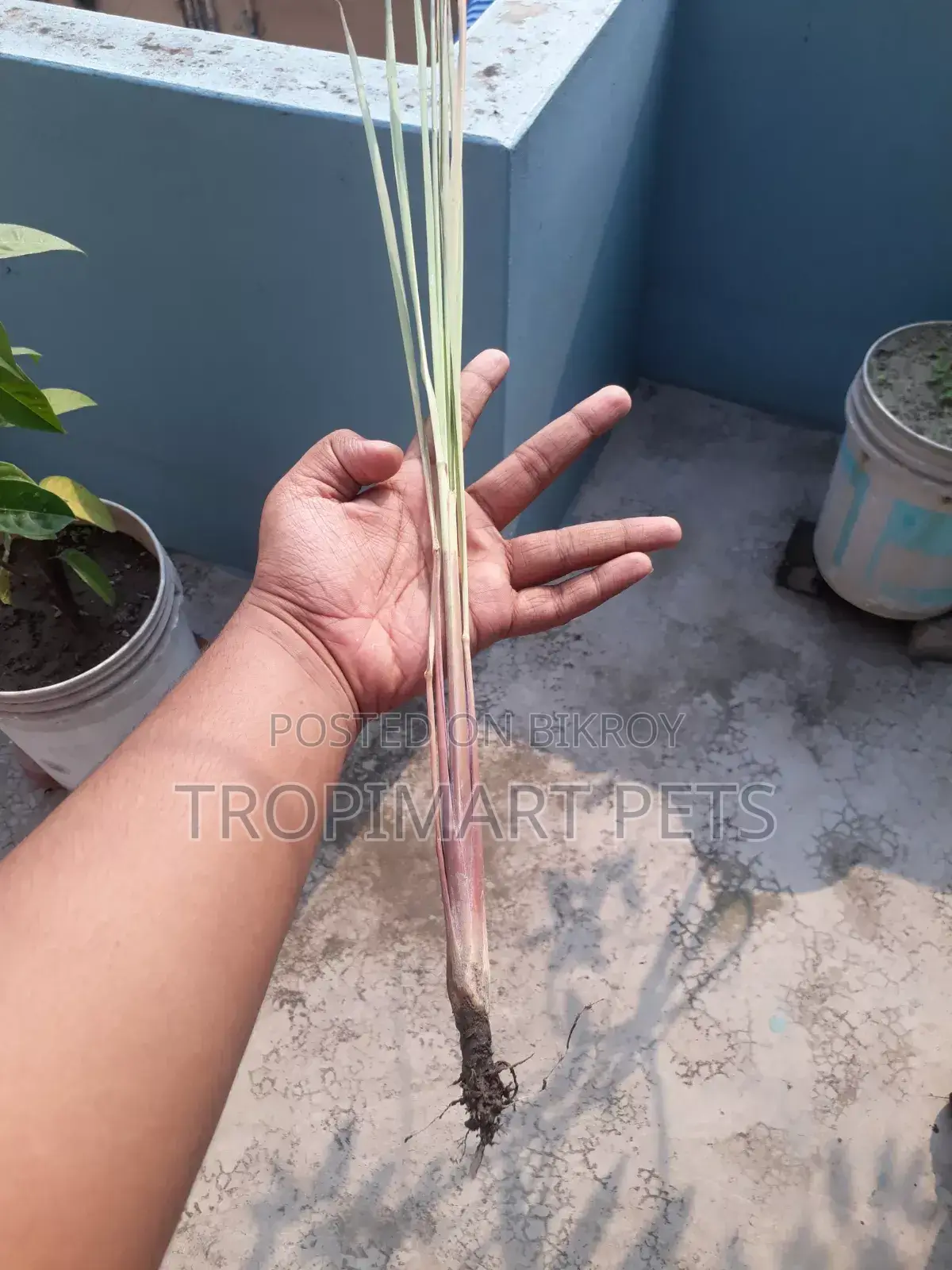 2 Pieces / Thai Leaf Plant (Thai Pata Gach). High Quality Sapling